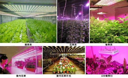 1640744547312973.jpg 植物生長燈應(yīng)用.jpg