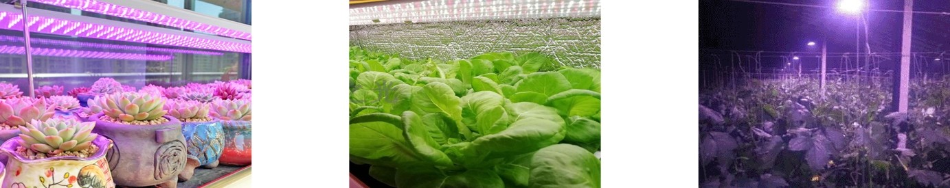 1691391381157342.jpg PPFD-2植物生長燈測試系統(tǒng)-3.jpg